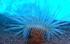 Ceriantario / Tube Anemone (Pachycerianthus sp.) ©J.M.Hernandez/WWF España