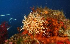 Estrella cesta / Basket star (Astrospartus mediterraneus) ©OCEANA/Juan Carlos Calvin