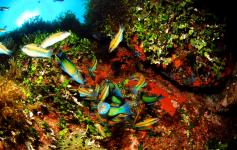 ©OCEANA/Juan Cuetos