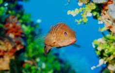 Pez serrano / Comber (Serranus cabrilla) ©OCEANA/Juan Cuetos