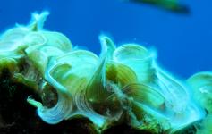 ©OCEANA/Juan Cuetos