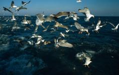 ©Mike R.JACKSON/WWF España