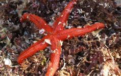 Muestra de algas y estrella ©IEO