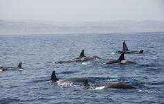 Familia de orcas / Orca's Family (Orcinus orca) ©CIRCE
