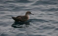 Pardela balear / Balearic shearwater (Puffinus mauretanicus) ©José Manuel Arcos/SEO BirdLife