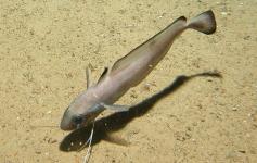 Brótola de fango / Greater forkbeard (Phycis blennoides) ©ECOMARG-IEO