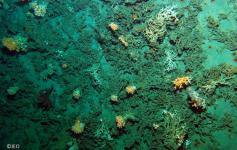 Pináculos con presencia de corales de aguas frías de las especies (Lophelia pertusa) y (Madrepora oculata) ©IEO