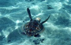Tortuga boba / Loggerhead sea turtle (Caretta caretta) ©Ramn Noguera/WWF España