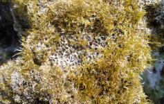 Dendropoma petraeum y Cystoseira / Dendropoma petraeum and Cystoseira ©Reservas Marinas/SGM