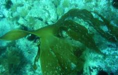 Laminaria ochroleuca ©Reservas Marinas/SGM