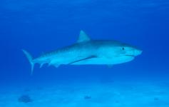 Tiburón tigre / Tiger shark (Galeocerdo cuvieri) ©Rogelio Herrera/WWF España