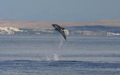 Salto de delfín mular / Bottlenose dolphin jumping (Tursiops truncatus) ©SECAC