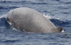 Zifio de Cuvier / Cuvier